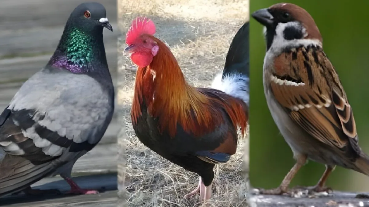 Raat me Chidiya ka Bolna