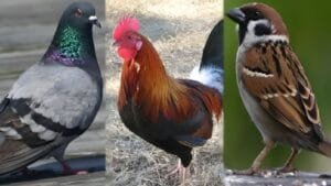 Raat me Chidiya ka Bolna