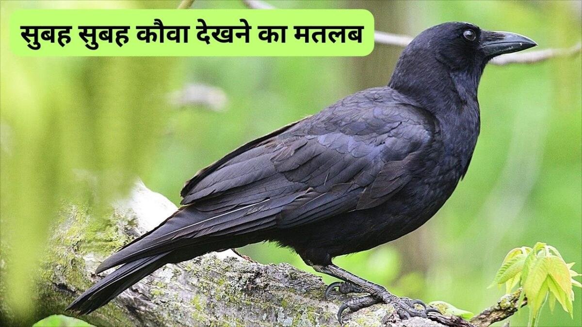 Subah Subah Kauwa Dekhna