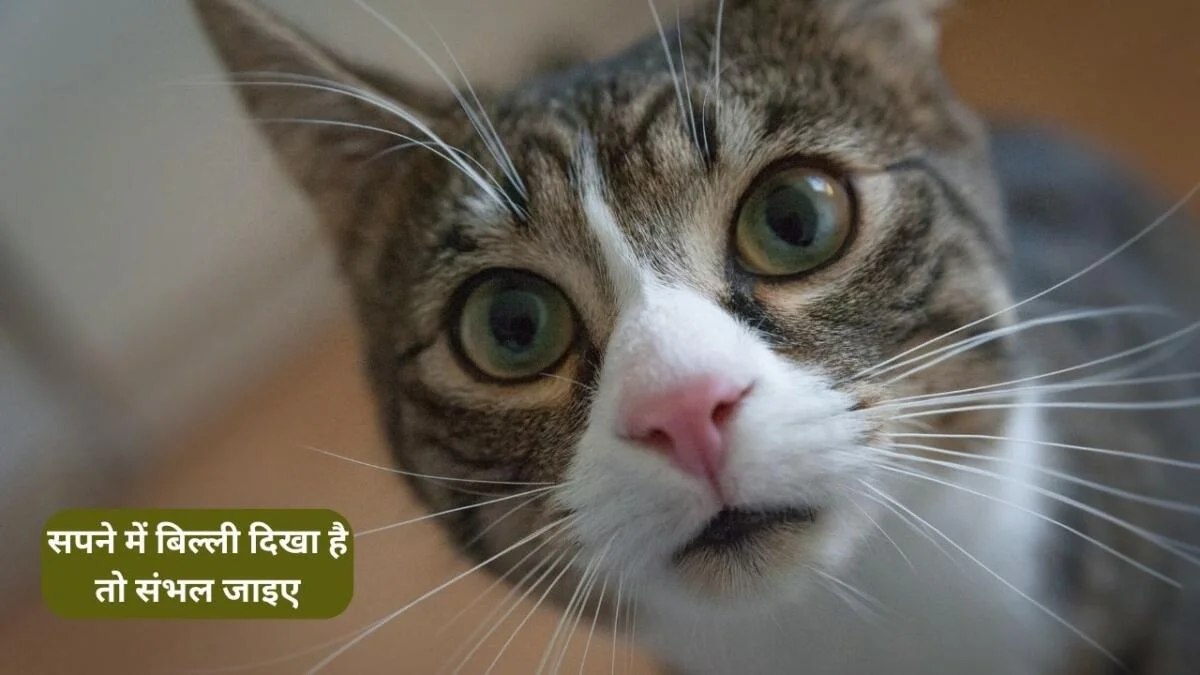 Sapne me Billi Dekhna