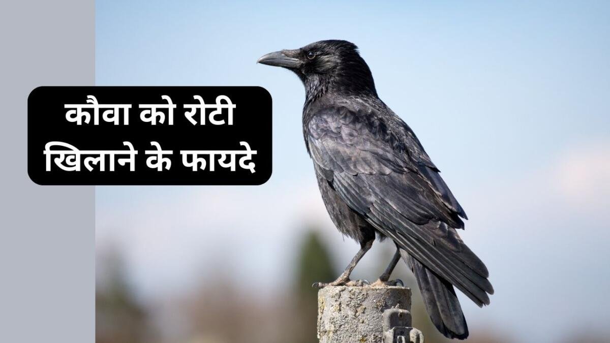कौवा को रोटी खिलाना शुभ या अशुभ