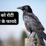 कौवा को रोटी खिलाना शुभ या अशुभ