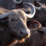 सपने में भैंस देखना