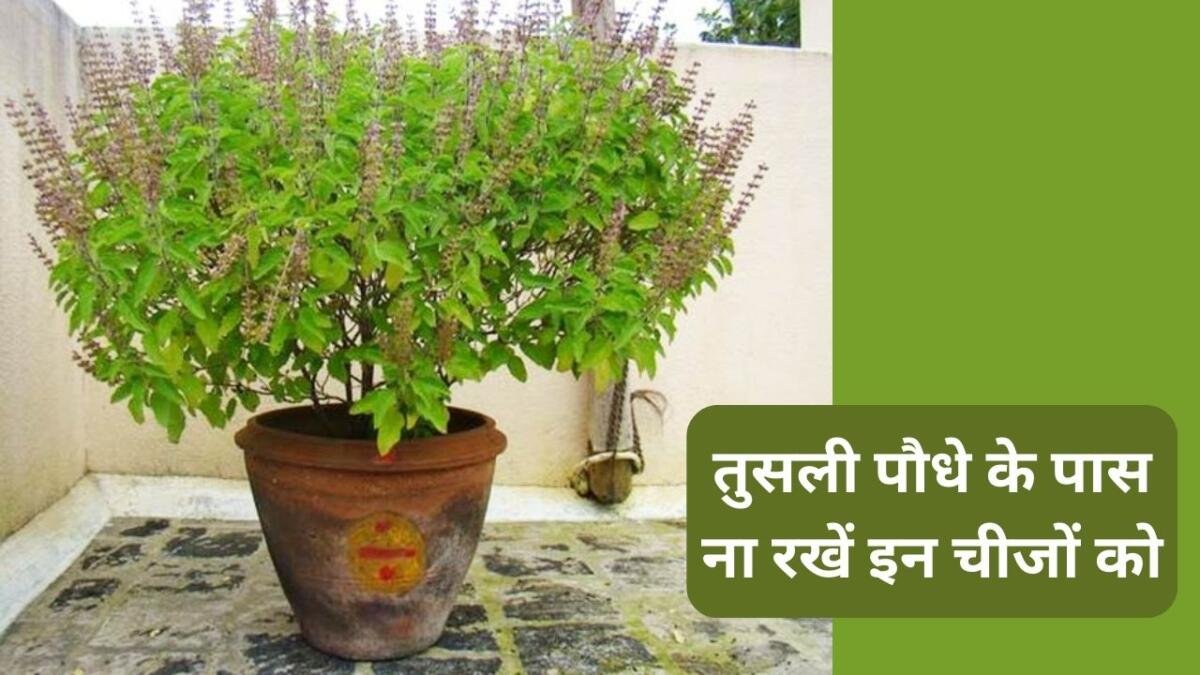 तुलसी पौधा के पास क्या नहीं रखना चाहिए?