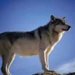 सपने में भेड़िया देखना