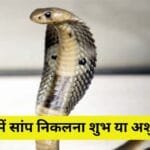 घर में सांप निकलना शुभ होता है या अशुभ?