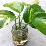 Money Plant