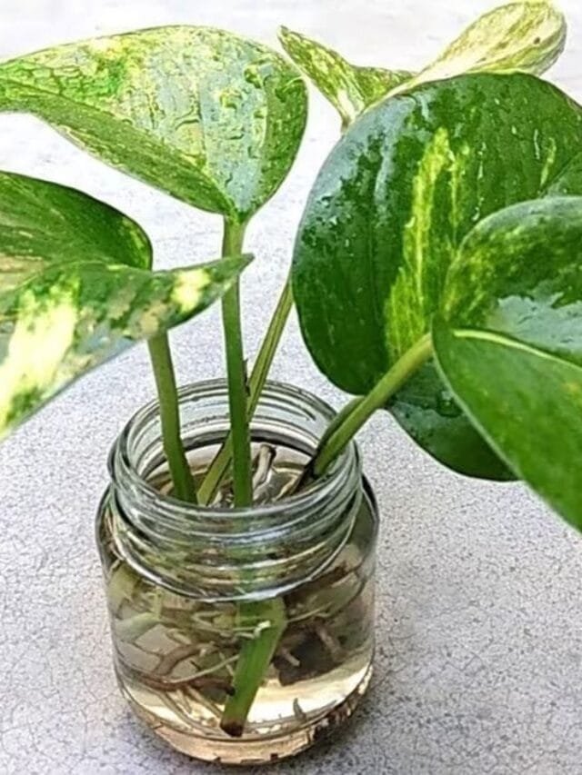 मनी प्लांट को रखें घर के इस कोने में, पैसों से भर जाएगी तिजोरी